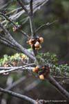 Cyttaria Parasiten Speisepilz, Parque Nacional Tierra del Fuego, Ushuaia, Argentinien.
