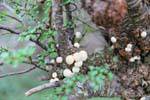 Pan de Indio (Cyttaria hariotii), Parque Nacional Tierra del Fuego, Ushuaia, Argentinien.