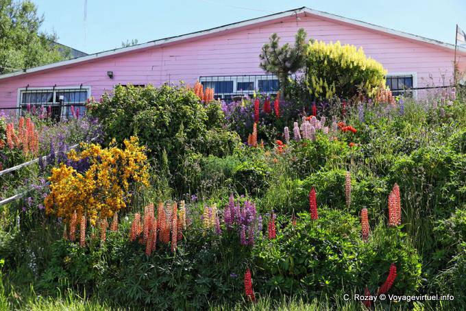 Lupinen in Hülle und Fülle im Januar, Ushuaia - Argentinien