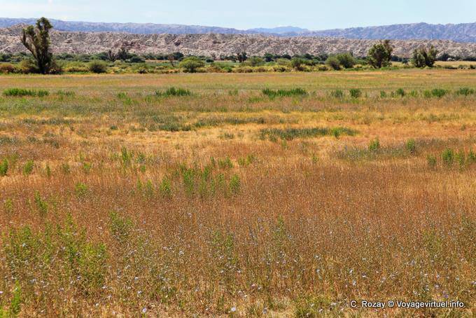 Kampagne Farbe im Sommer, Tal Calchaquies, Ruta 40 - Argentinien
