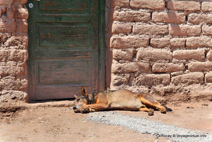 Schlafen Hund vor einer Tür, Calchaquies Valley, Ruta 40 - Argentinien