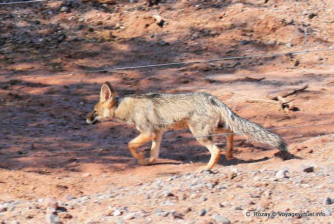 Fox Gang Calchaquies Valley, Ruta 40 - Argentinien