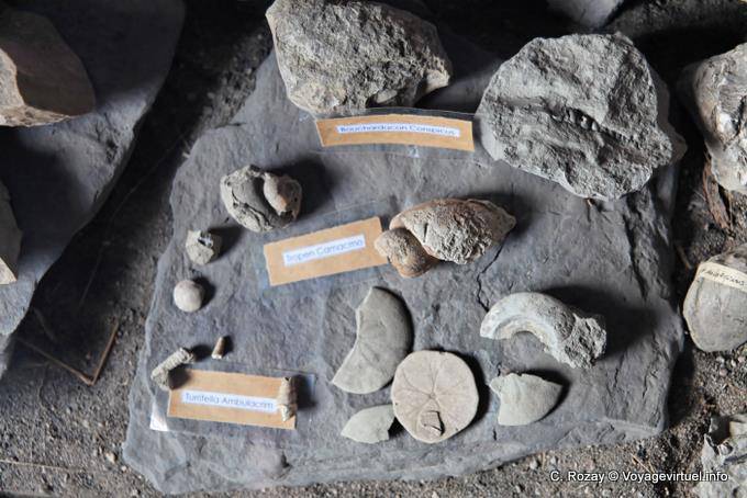 Archäologische Funde im Museum, archäologische Stätte Tehuelche, Walichu - Argentinien