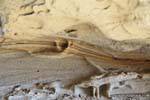 Natürliche Zebra in den Felsen, archäologische Stätte Tehuelche, Walichu, Argentinien.