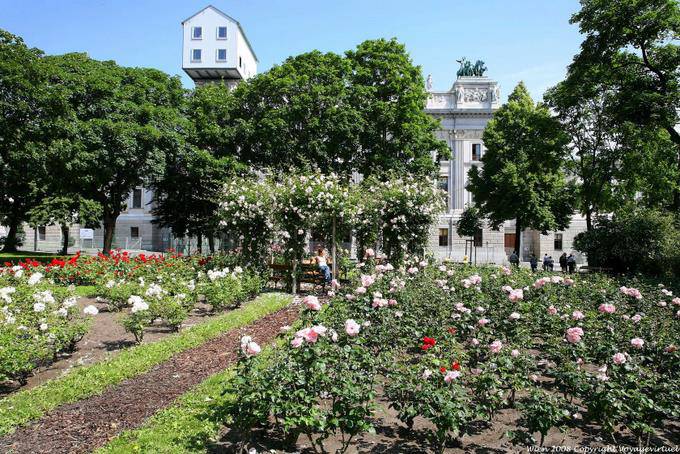 Schmerling Platz Midheaven Roses - Wien - Österreich