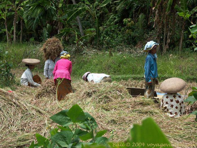 Arbeit auf den Feldern, Bali - Bali