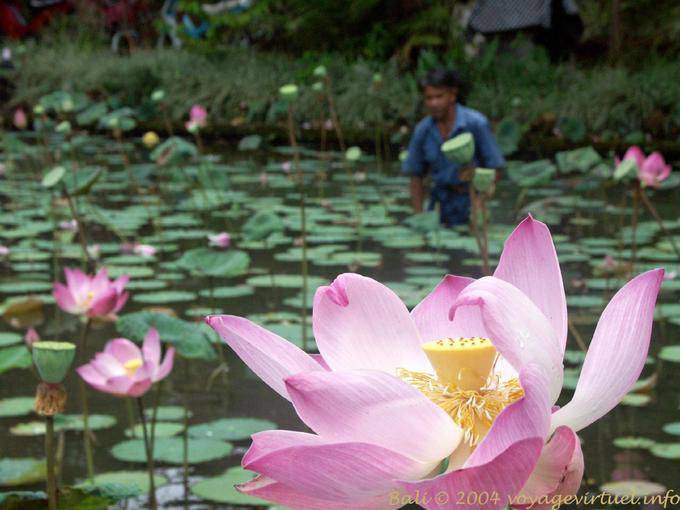 Bangli, Lotusblüte - Bali