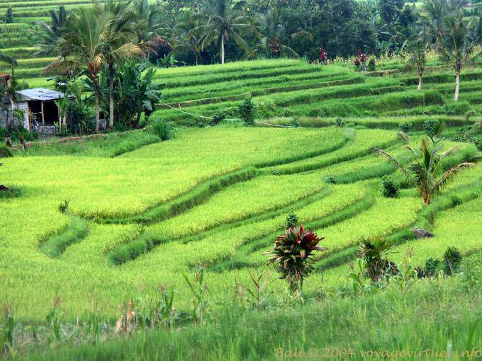 Reis hellgrün Gunungsari - Bali