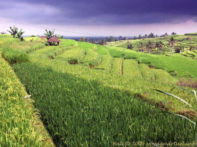 Balinesischen Landschaft von Reisfeldern, Gunungsari - Bali