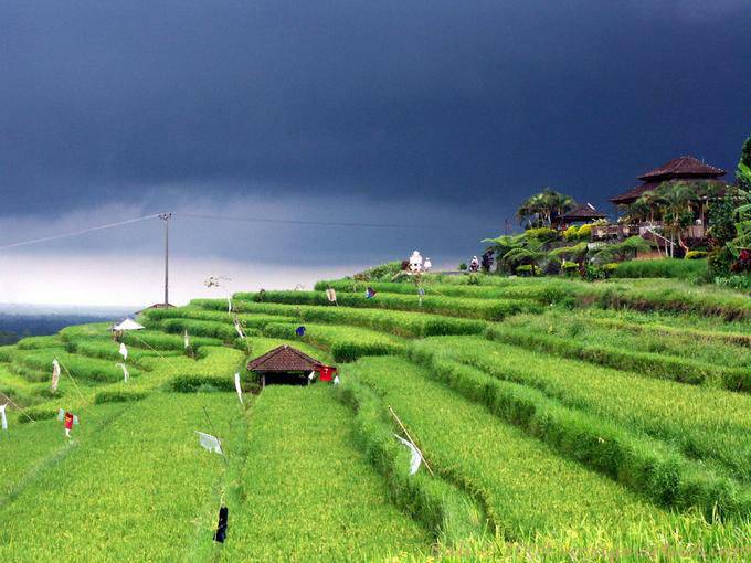 Grüne Reisfelder unter einem schwarzen Himmel, Gunungsari - Bali