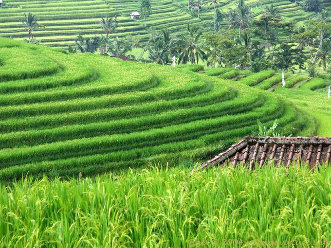 Terrassen drehen, Gunungsari - Bali