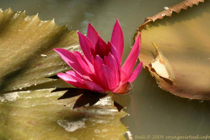 Candidasa Blüte - Bali