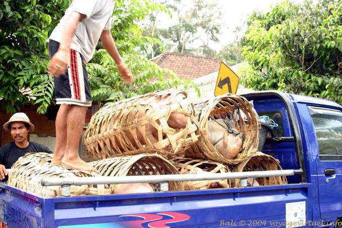 Transport von Schweinen Candidasa - Bali