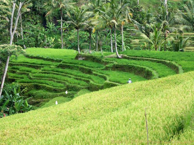 Grüne Reis Gunung Kawi - Bali