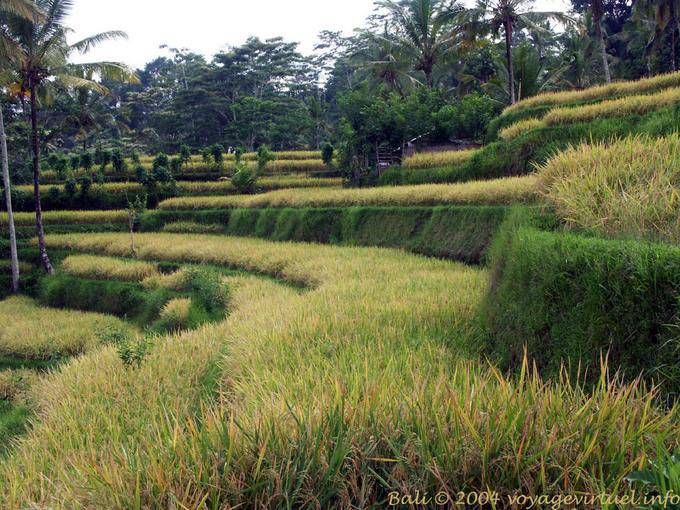Paddy Etagen Gunung Kawi - Bali