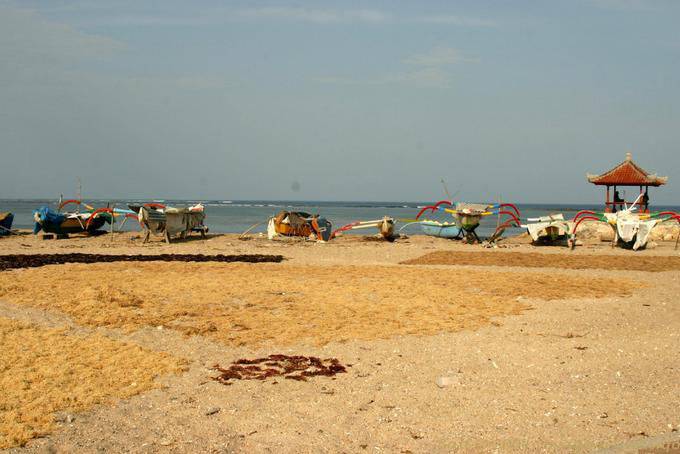 Trocknen Algen, Strand von Nusa Dua - Bali