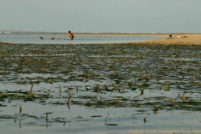 Schwimmen in Algen, Strand von Nusa Dua - Bali