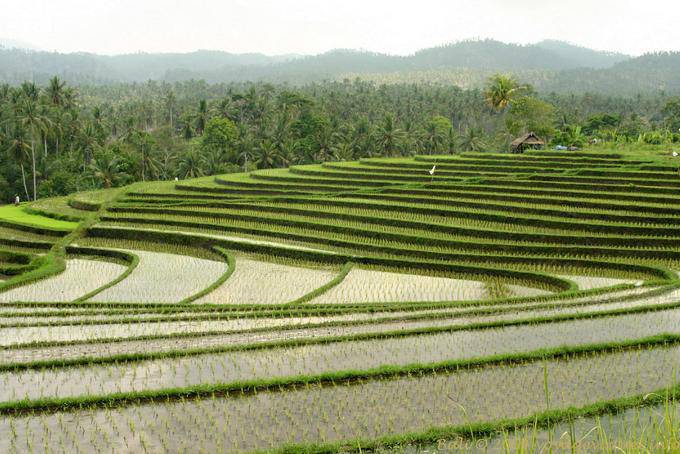 Panorama auf den Kurven von Reisfeldern, Pekutatan - Bali