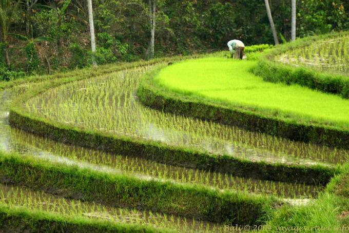Reis Umpflanzen, Pekutatan - Bali