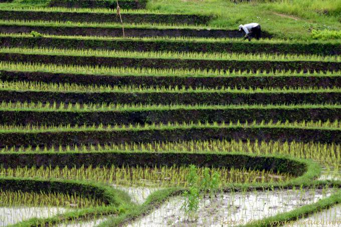 Etagen in einem Reisfeld, Pekutatan - Bali
