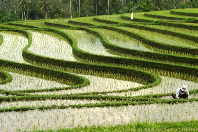 Wellen von Reisfeldern, Pekutatan - Bali