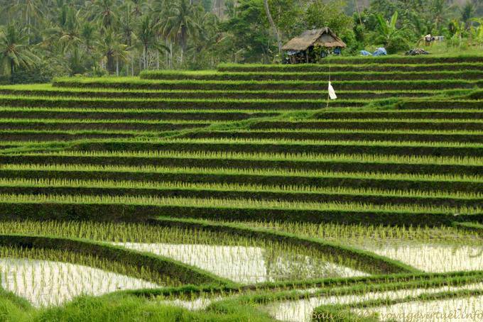 Reisterrassen, Pekutatan - Bali