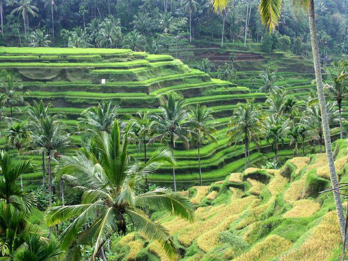 Terrassierung Reisfelder, Gunung Kawi - Bali