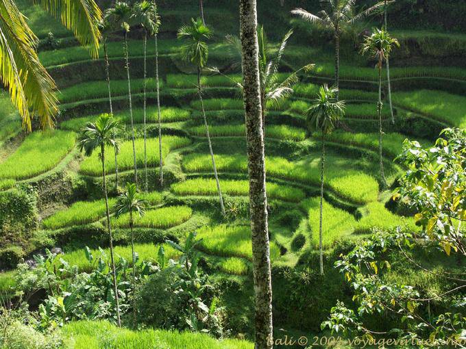 Circus Reisfelder, Gunung Kawi - Bali