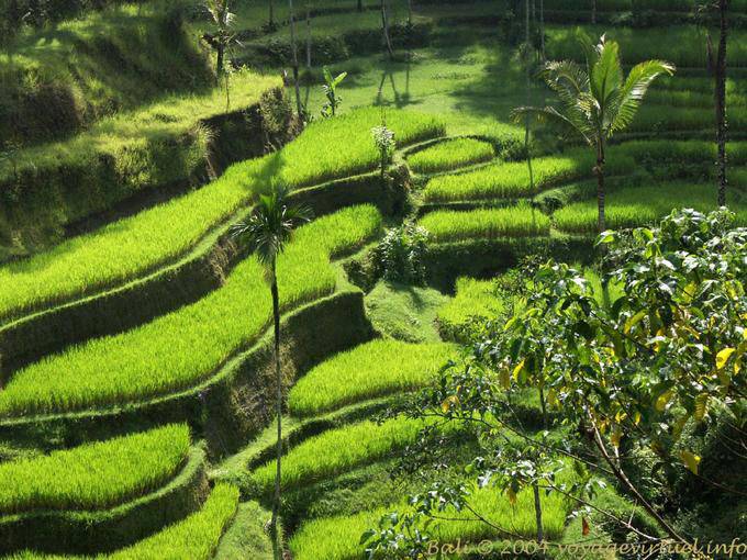 Zartes Grün der Reisanbau Pura Gunung Kawi- - Bali