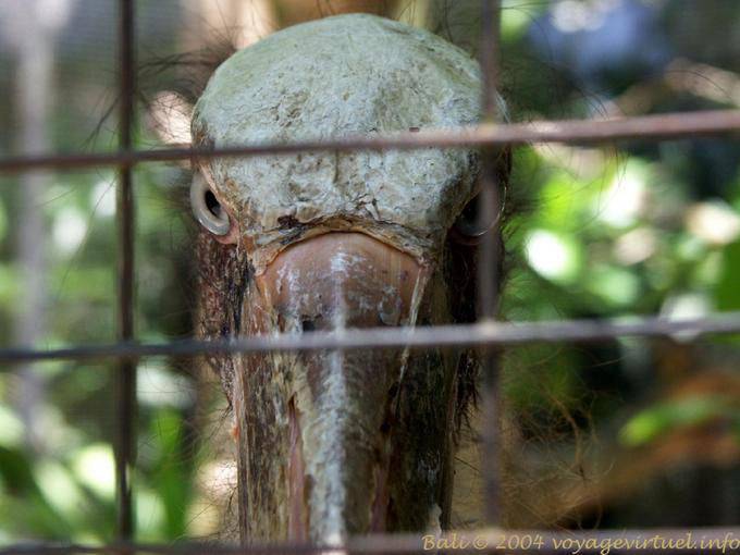 Vogelaugen Vogelpark Taman Burung - Bali