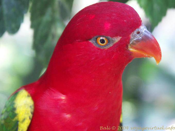 Eclectus Papagei, Vogel-Park, Taman Burung - Bali