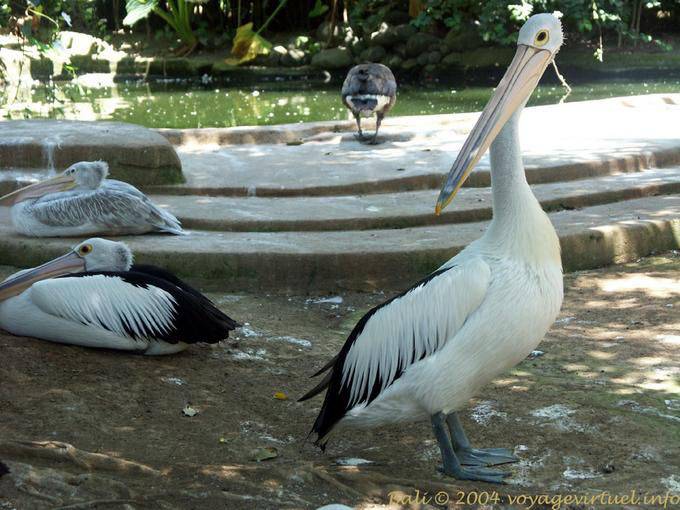 Familien Pelikane mit Brille, Taman Burung - Bali