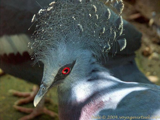 Westliche gekrönte Taube, Taman Burung - Bali