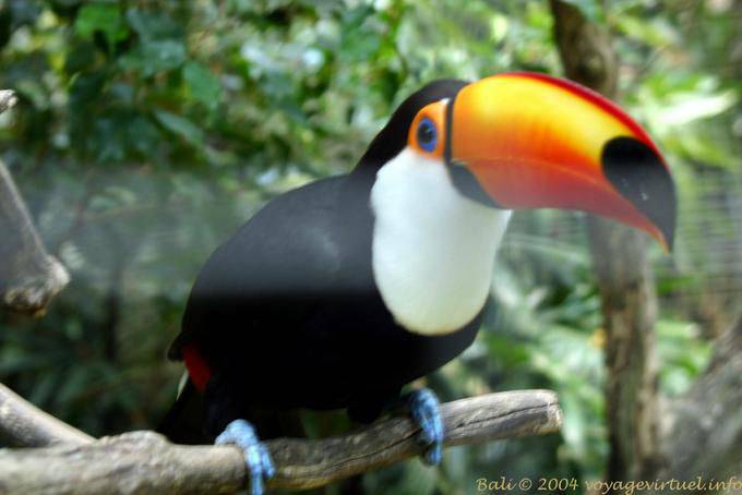 Toucan, Bali Vogelpark, Taman Burung - Bali