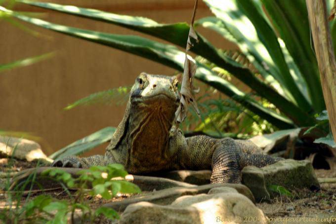 Komodo-Waran, Taman Burung - Bali