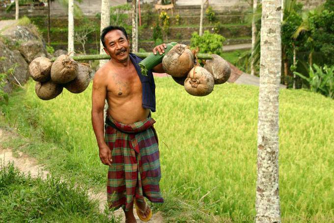 Mann mit Kokosnuss Tegallalang - Bali