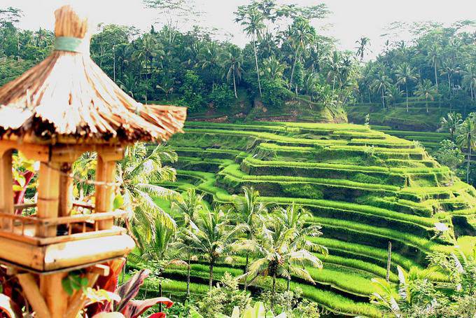 Reisterrassen, Tegallalang - Bali