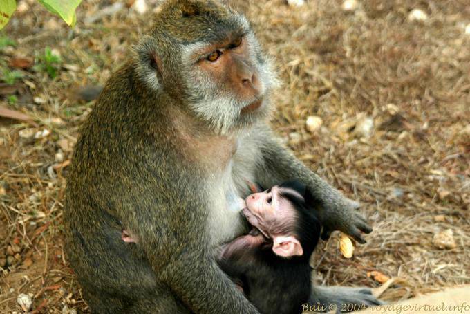 Mama und Baby-Affe, Uluwatu - Bali