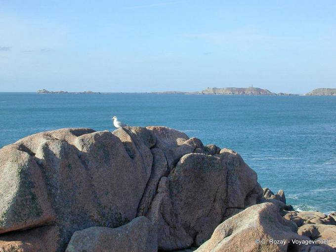 Gull Island Tomé und ausschalten, Perros Guirec, Bretagne - Frankreich