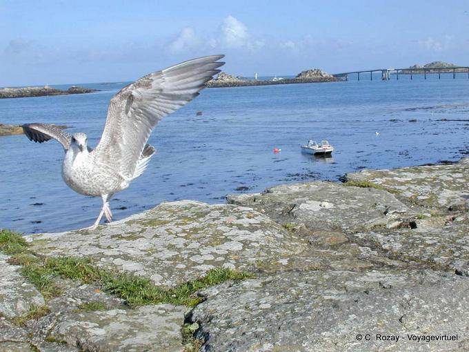Die jungen Möwe Flügel öffnen, Roscoff, Bretagne - Frankreich