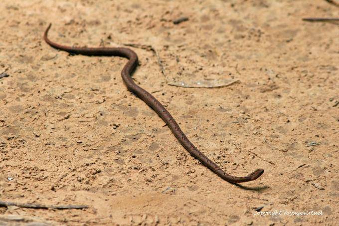 Serpent Fahrt auf der Website Kbal Spean, Angkor, Kambodscha