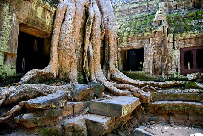 Entrelac Wurzeln und Wände, Ta Prohm, Angkor, Kambodscha