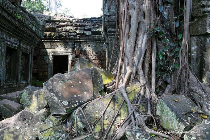 Ruinen Vegetation überwuchert, Ta Prohm, Angkor, Kambodscha