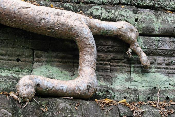 Snake Wurzelentwicklung, Ta Phrom, Angkor, Kambodscha