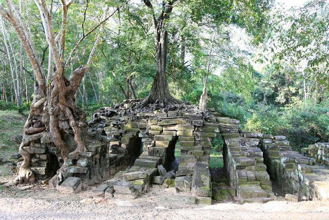 Mischung aus Ruinen und Bäume ranken Wurzeln, Prasat Thom Manon, Angkor, Kambodscha