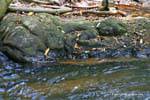 Vishnu im Bett liegt, Kbal Spean, Kambodscha.