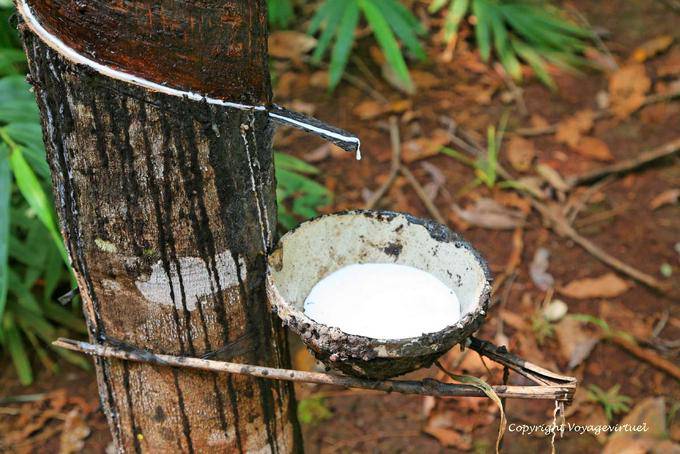 Cup, um den Latex aus dem Gummibaum Bauernhof sammeln - Kambodscha