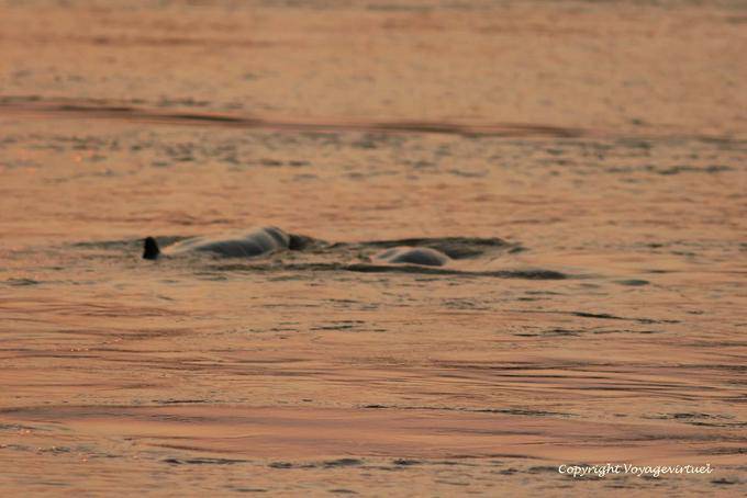 Dolphins Weglaufen bei Sonnenuntergang, Kracheh (Kratie) - Kambodscha