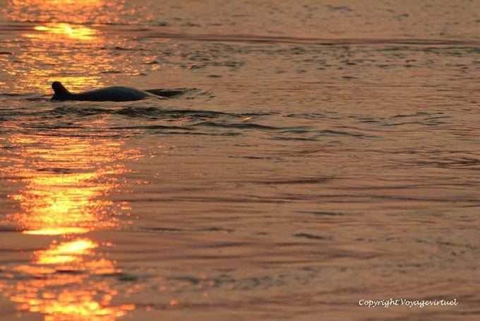 Dolphin Schwimmen im Mekong, Kracheh (Kratie) - Kambodscha