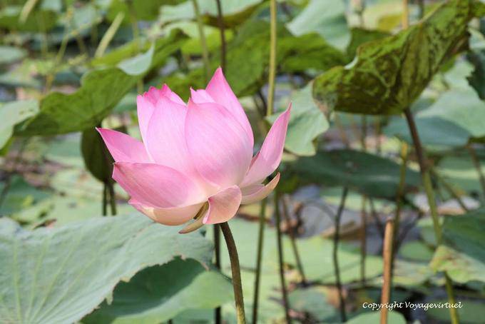 Lotus Osten (Nelumbo nucifera) Skun - Kambodscha